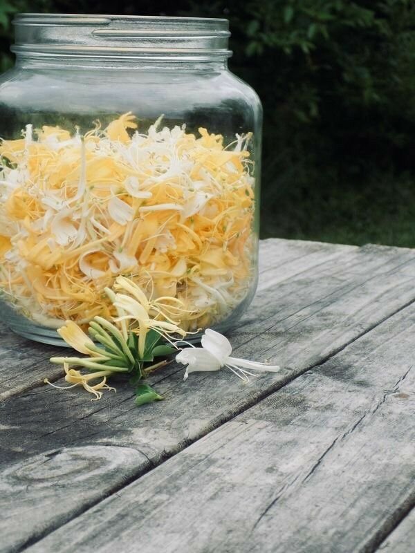 Honeysuckle Pure Tea – Morning Bloom Collection - Image 2