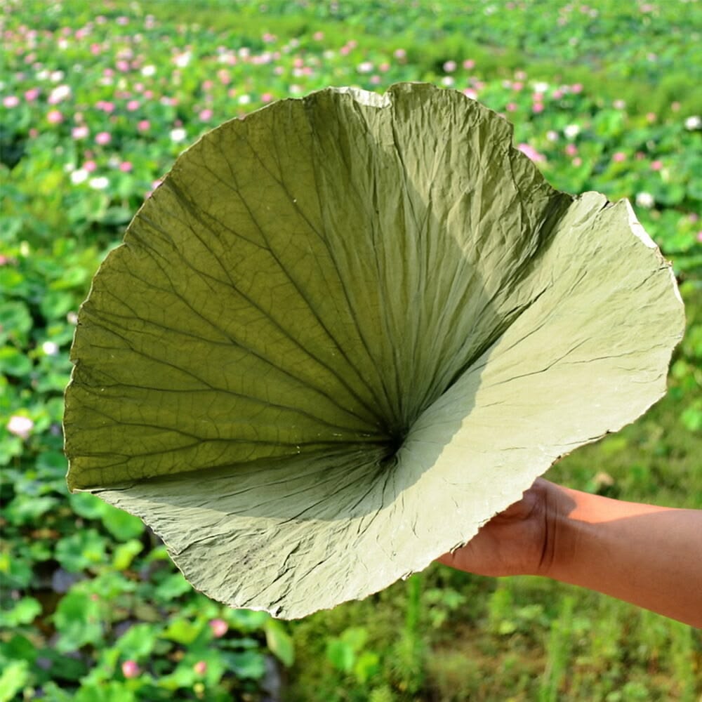 Lotus Leaf Cleanse Tea – Beauty Ritual Collection - 图片 4