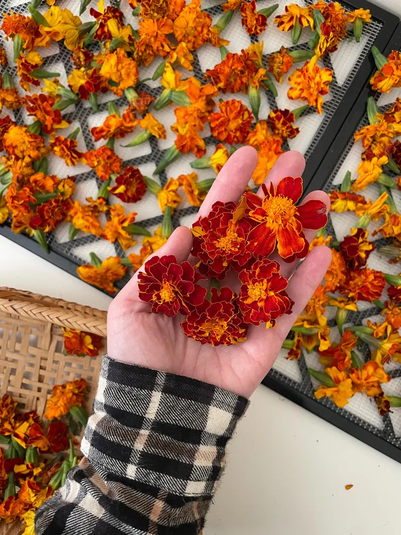 French Marigold Dried Flower Tea – Beauty Ritual Collection - Image 4